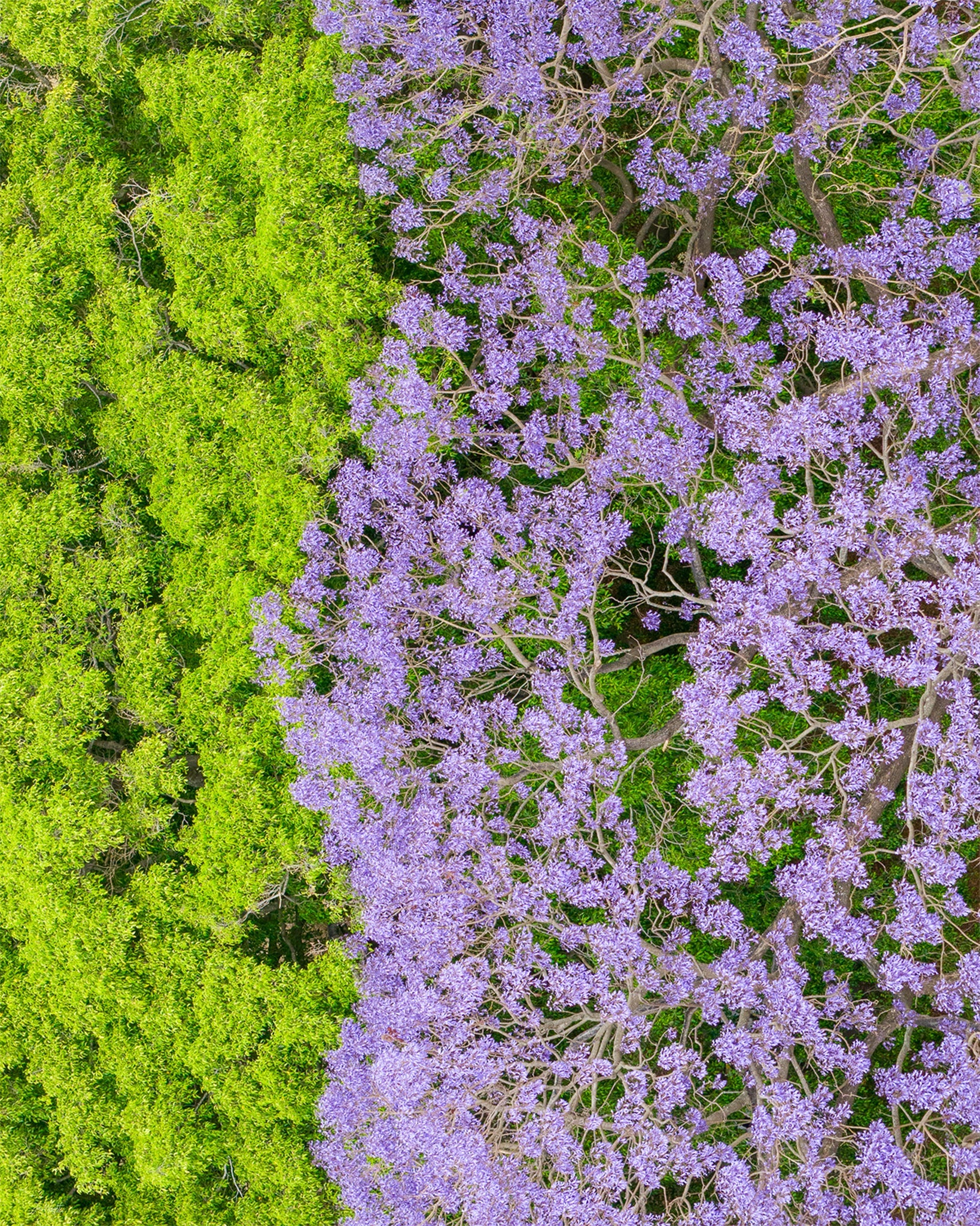 Canopy Contrast - Print Only