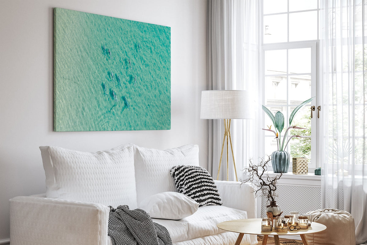 Moreton Bay dolphin pod print shown as a canvas in a white room.