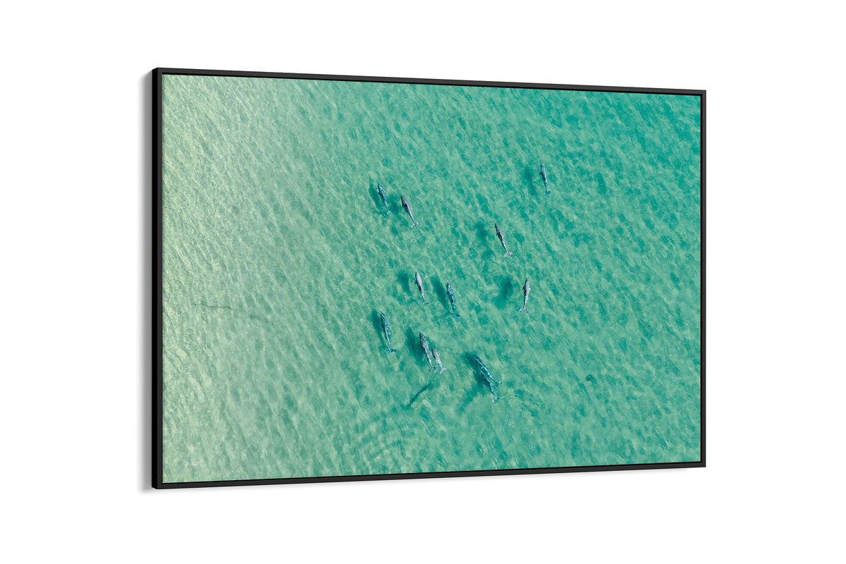 Moreton Bay dolphin pod print shown as a black float frame canvas.