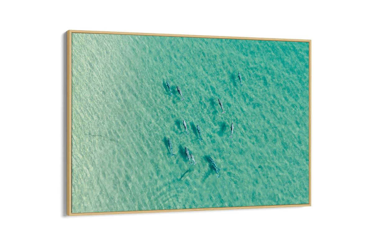 Moreton Bay dolphin pod print shown as an oak float frame canvas.
