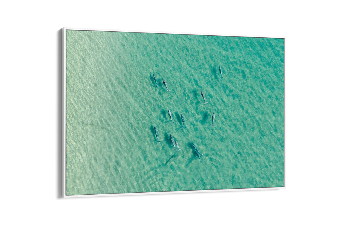 Moreton Bay dolphin pod print shown as a white float frame canvas.