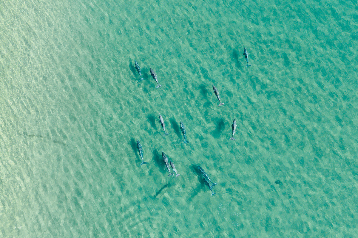 Overhead aerial of a dolphin pod crossing clear green turquoise water on a loose diagonal, an aerial wall print.
