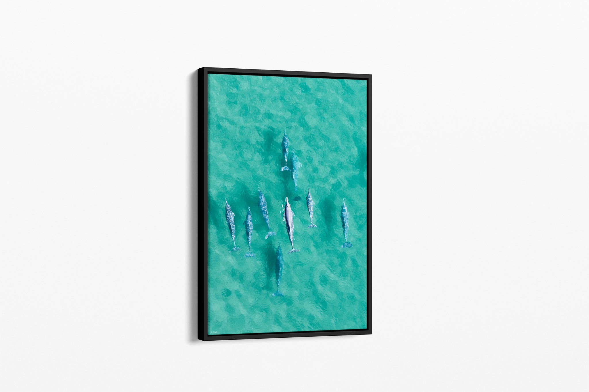 Moreton Bay dolphin print shown as a black float frame canvas.