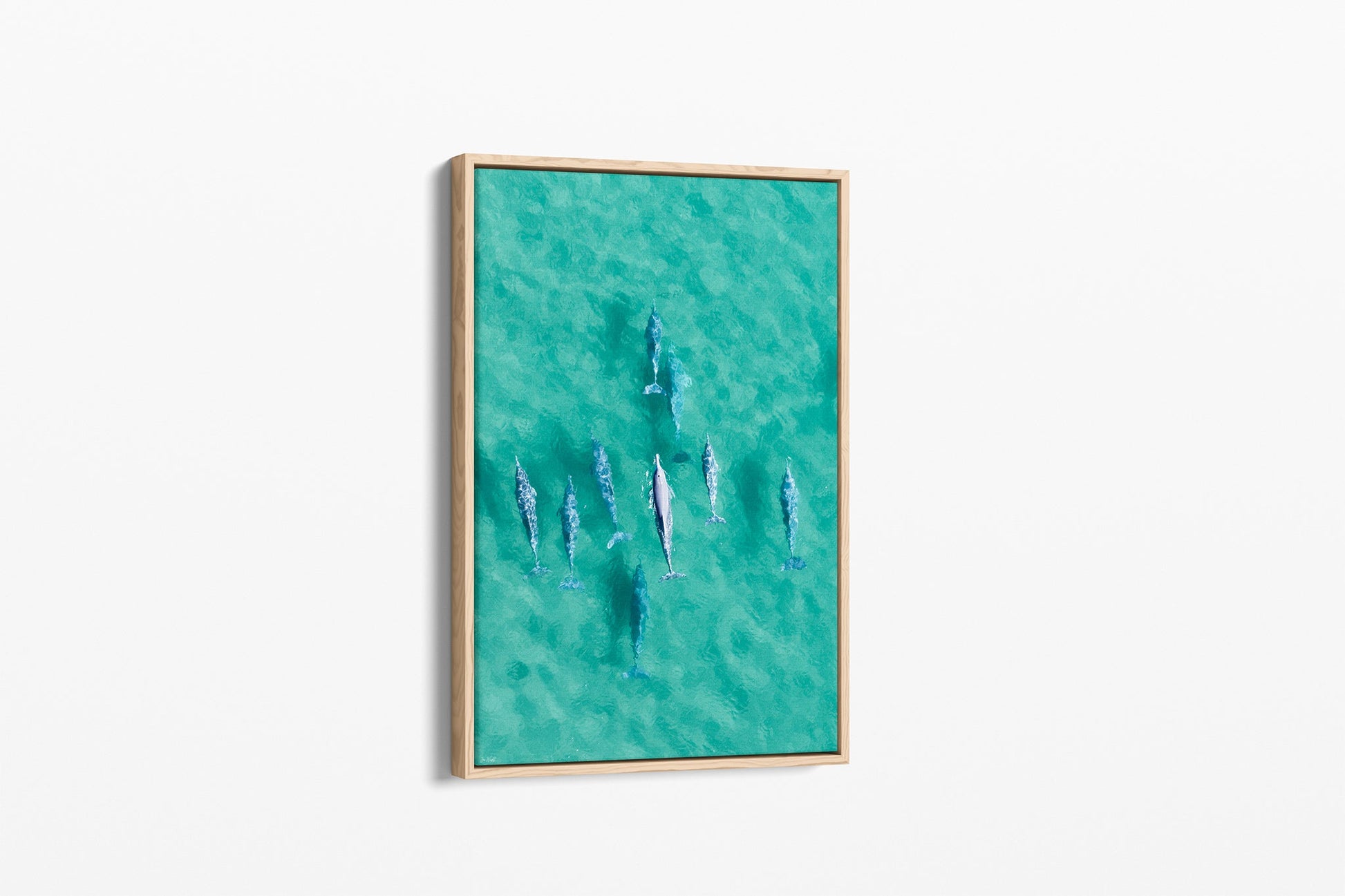 Moreton Bay dolphin print shown as an oak float frame canvas.
