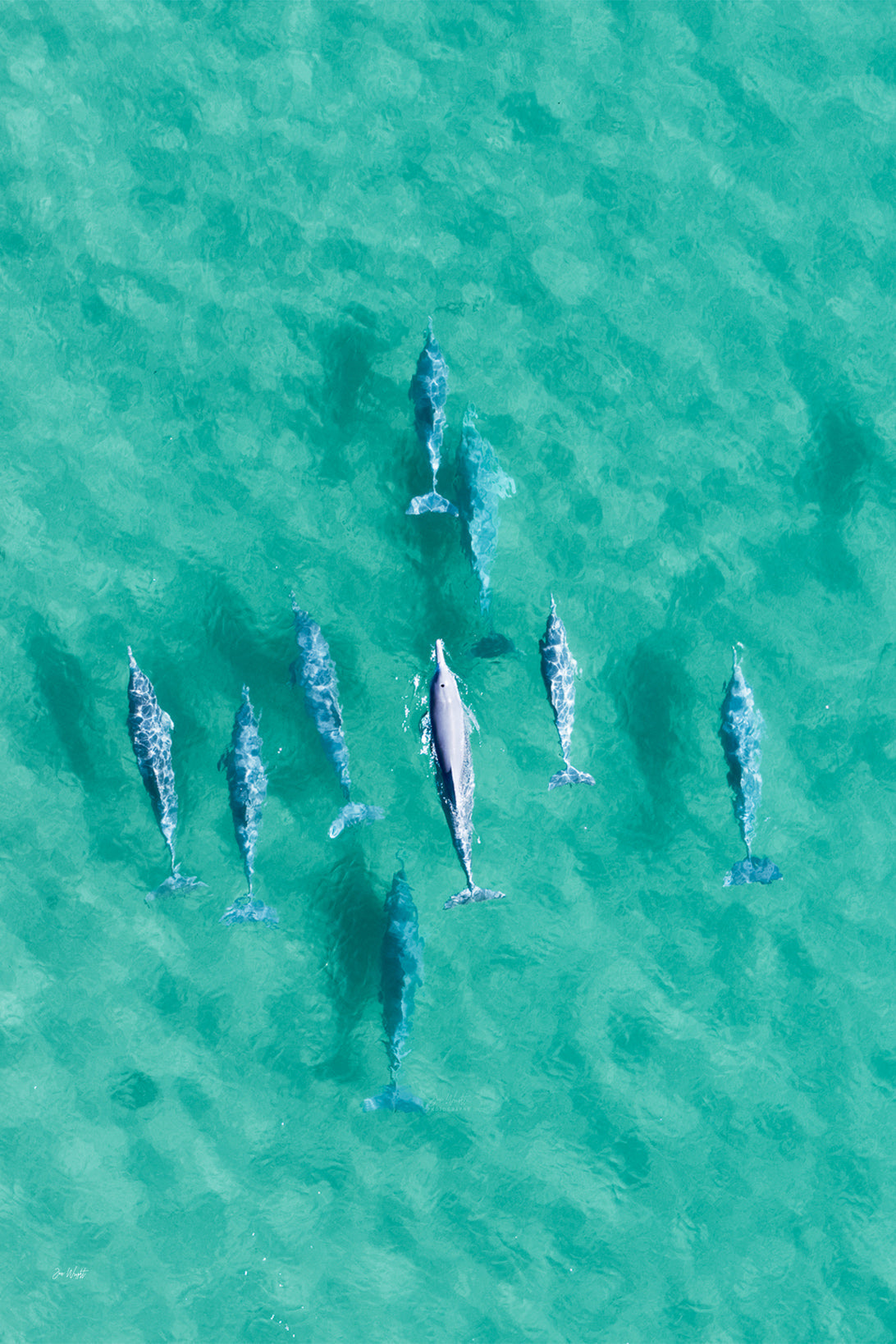 Overhead aerial of a dolphin pod in clear turquoise water with one pale dolphin at the centre, an aerial wall print.