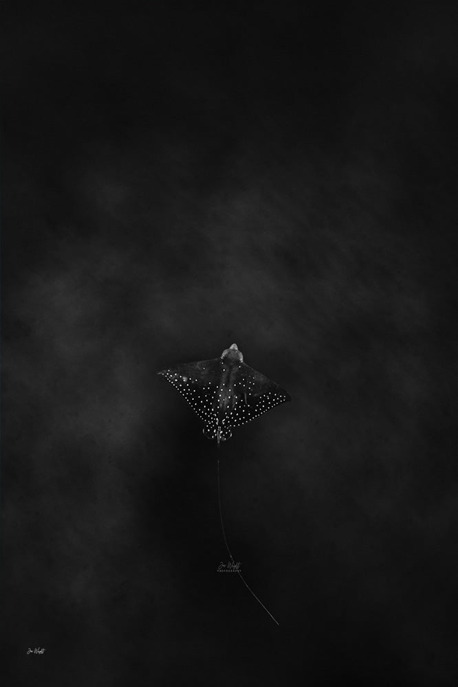 Dark Flight | Wildlife Collection (Copy)