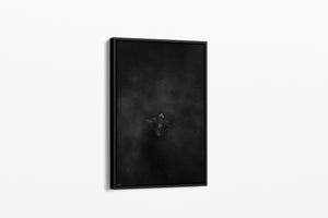 Dark Flight | Wildlife Collection (Copy)