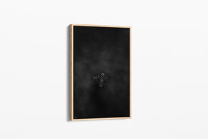 Dark Flight | Wildlife Collection (Copy)