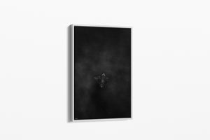 Dark Flight | Wildlife Collection (Copy)