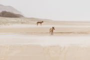 Dingoes On K'Gari | Wildlife Collection