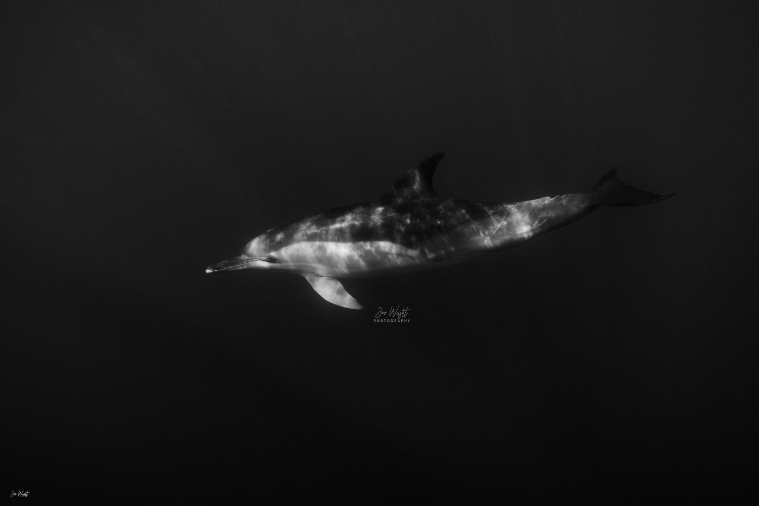 Dolphin Smile | Wildlife Collection
