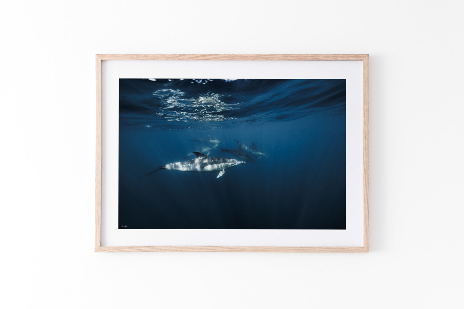 Dolphin Pod | Wildlife Collection