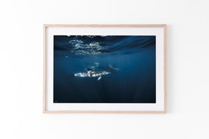 Dolphin Pod | Wildlife Collection