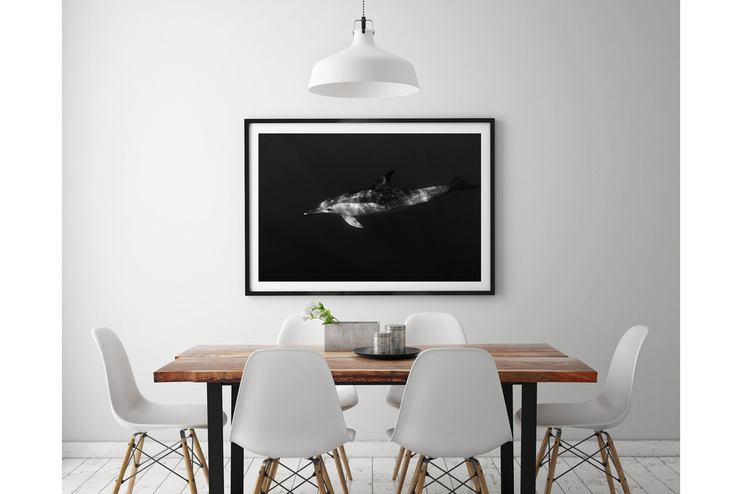 Dolphin Smile | Wildlife Collection