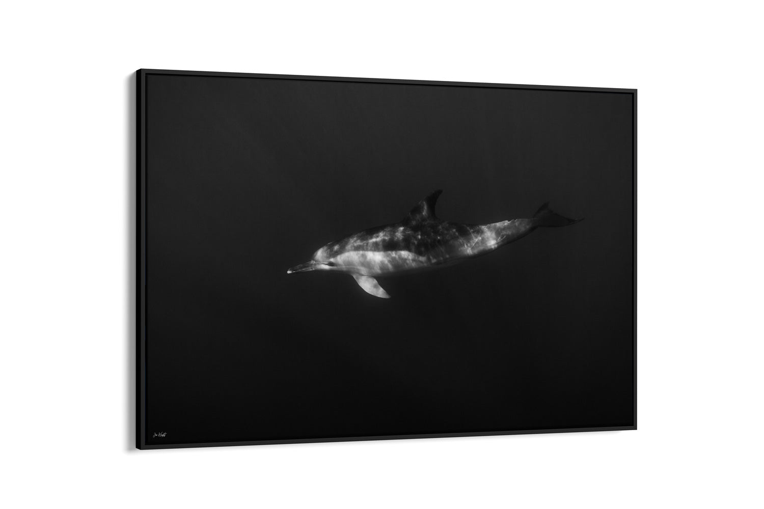 Dolphin Smile | Wildlife Collection