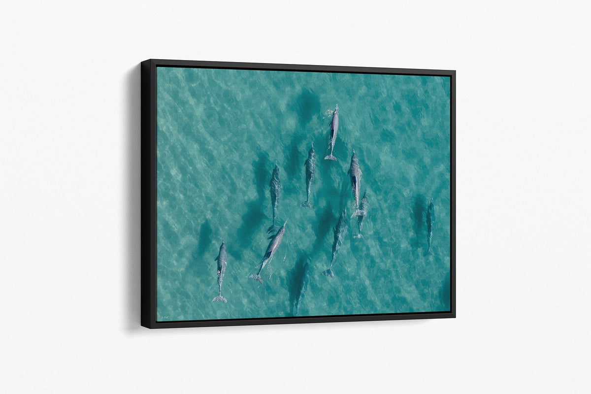 Moreton Bay dolphin print shown as a black float frame canvas.