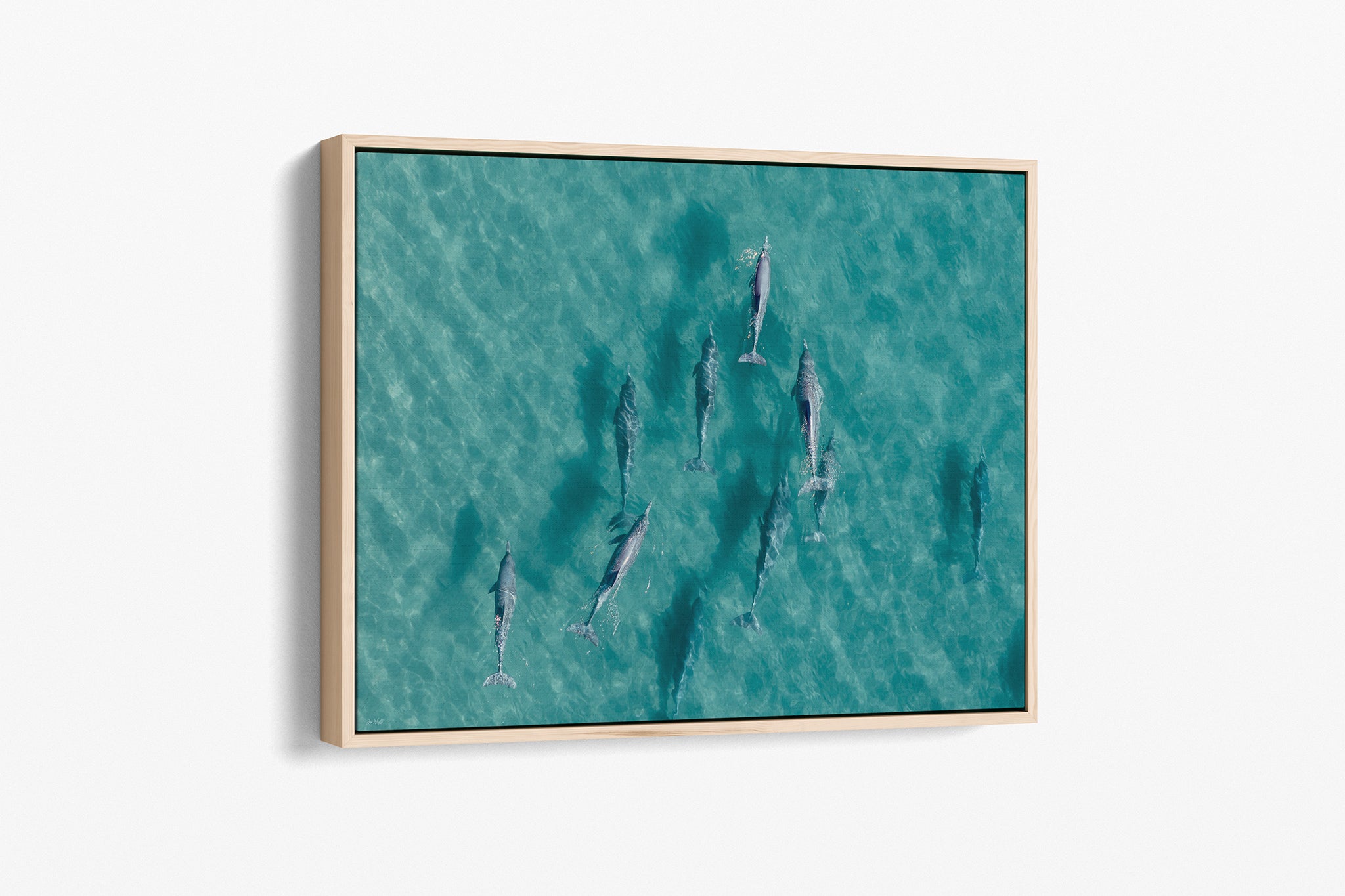 Moreton Bay dolphin print shown as an oak float frame canvas.