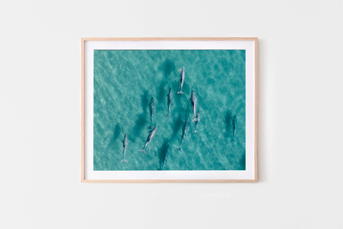 Moreton Bay dolphin print shown framed in oak.
