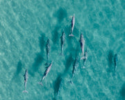 Overhead aerial of nine dolphins cruising clear turquoise shallows, shadows trailing on the sand below, an aerial wall print.