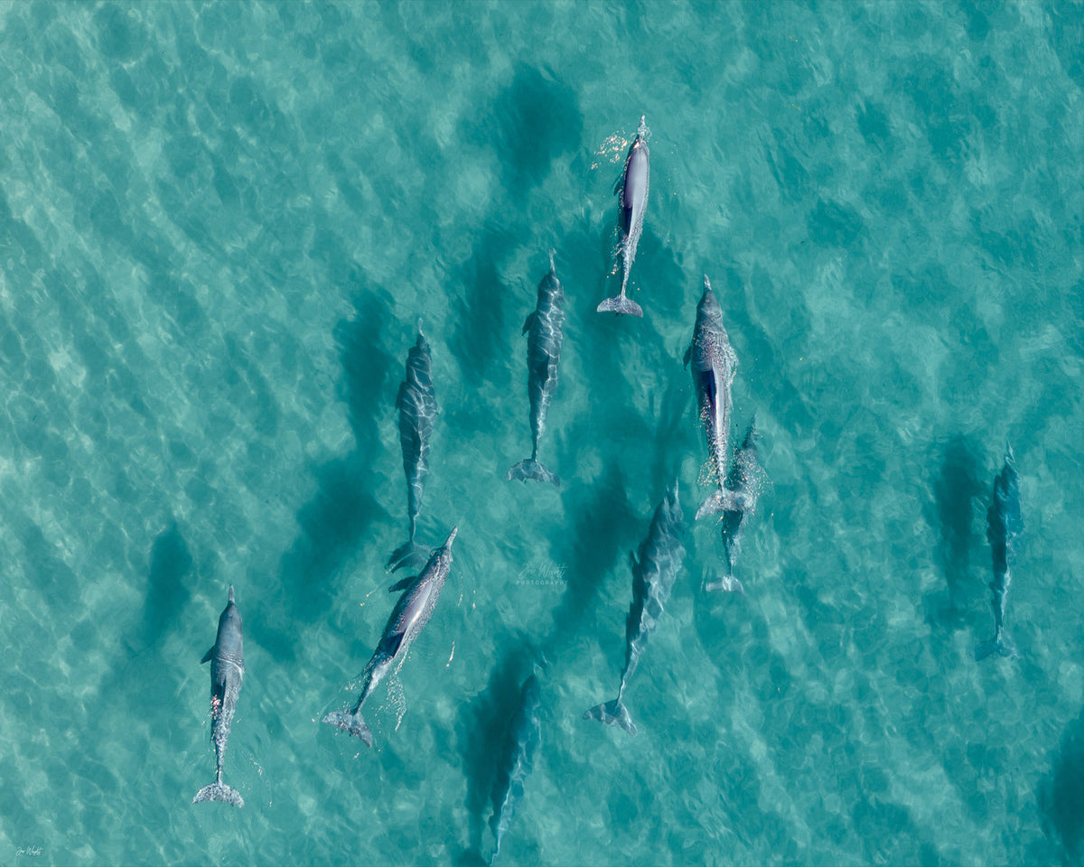 Overhead aerial of nine dolphins cruising clear turquoise shallows, shadows trailing on the sand below, an aerial wall print.