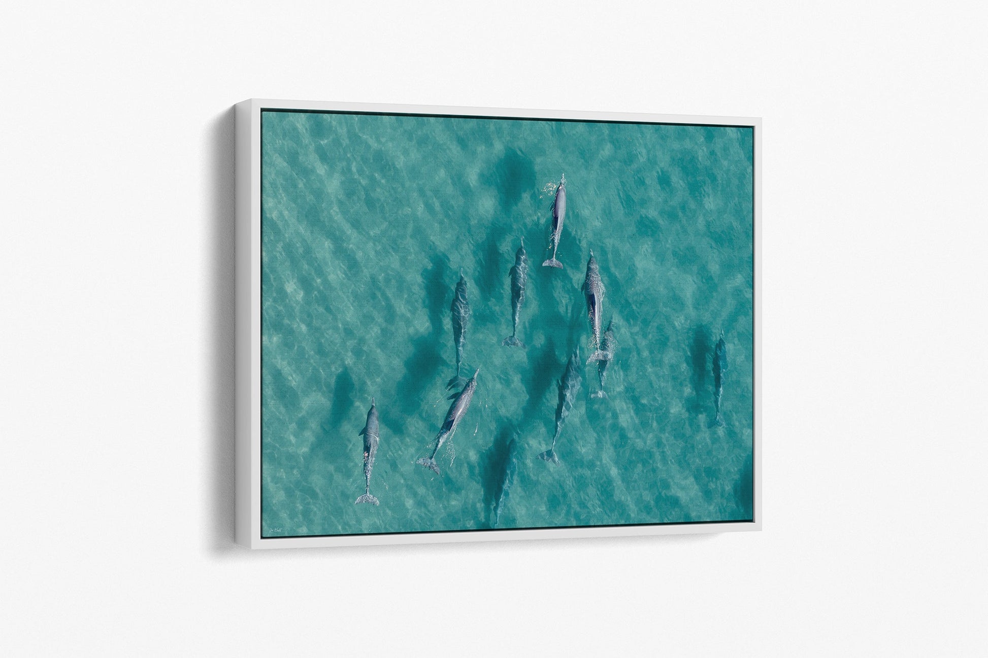 Moreton Bay dolphin print shown as a white float frame canvas.