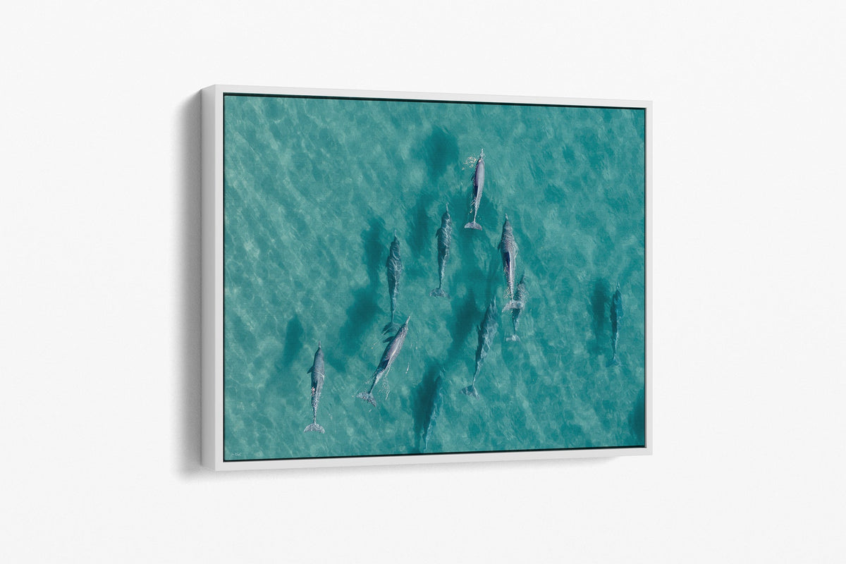 Moreton Bay dolphin print shown as a white float frame canvas.