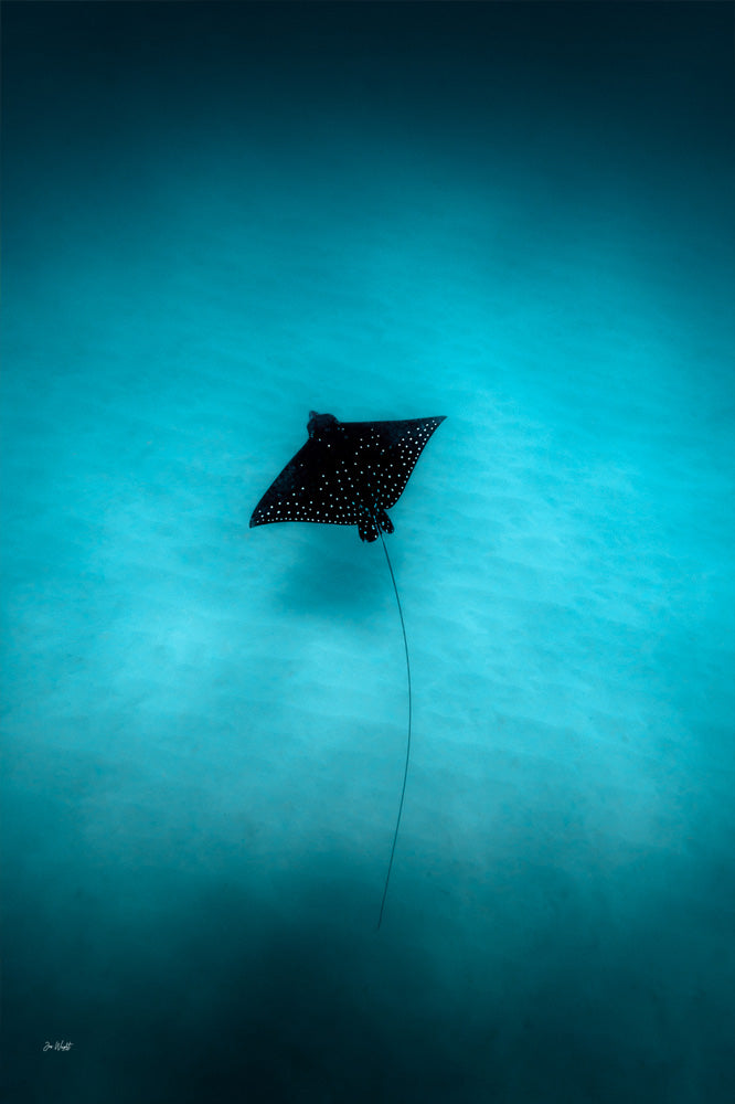 Eagle 1 Colour | Wildlife Collection