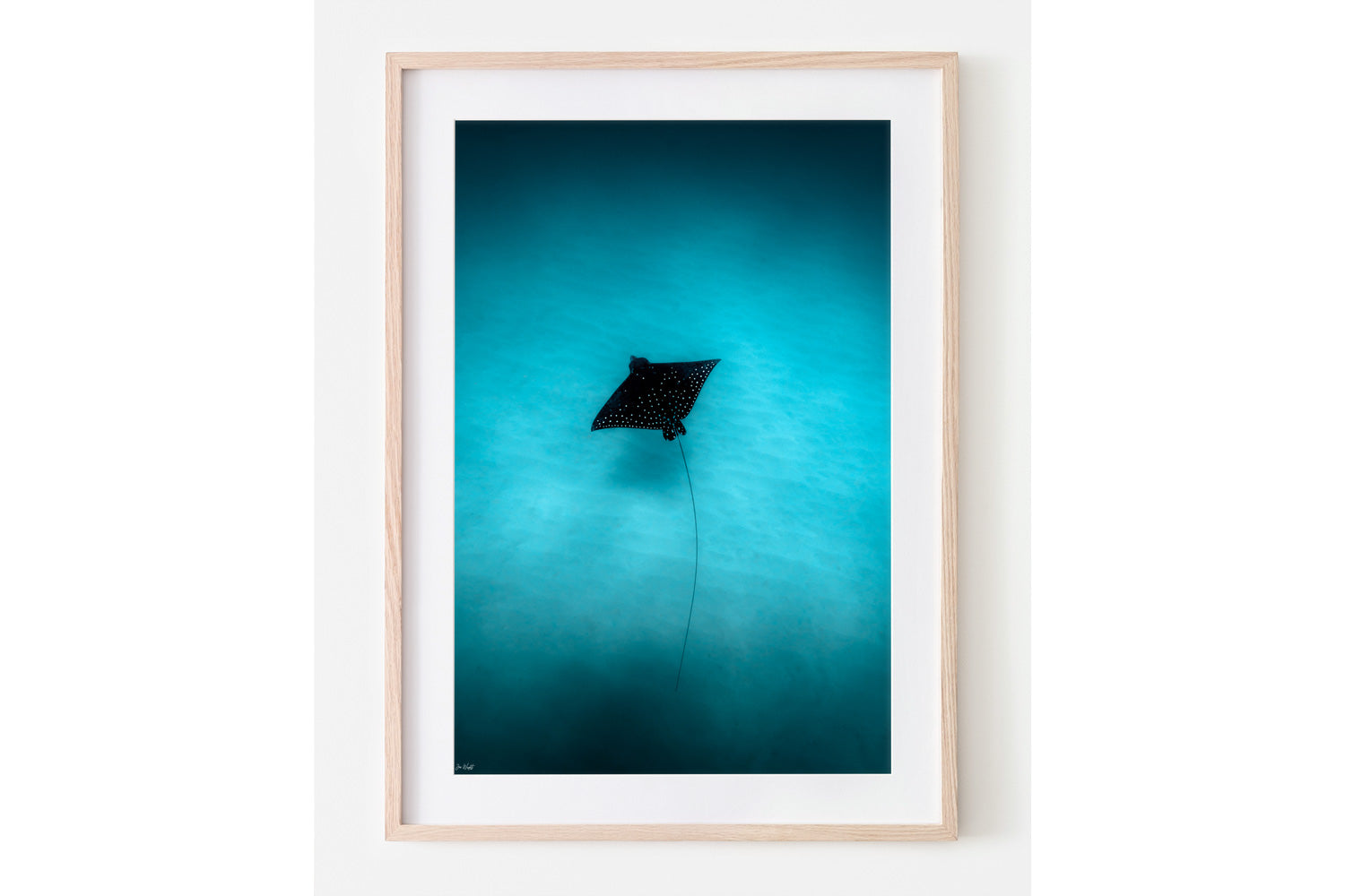 Eagle 1 Colour | Wildlife Collection