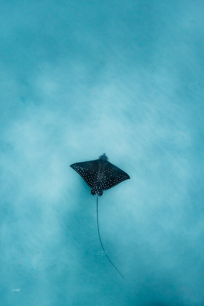 Eagle 2 Colour | Wildlife Collection