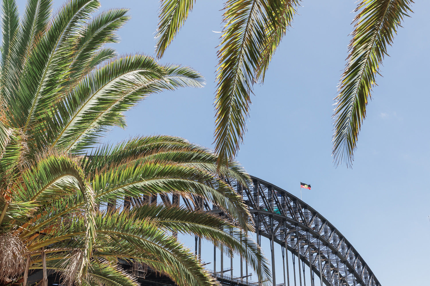 Harbour Palms - Sydney, NSW Australia