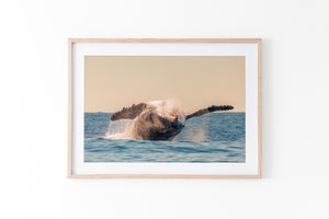 Whale Flip - Gold Coast, Australia