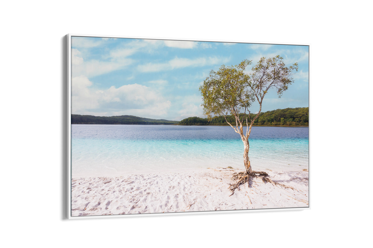 Paperbark Lake McKenzie - K'Gari - QLD