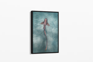 Leopard Shark Colour | Wildlife Collection