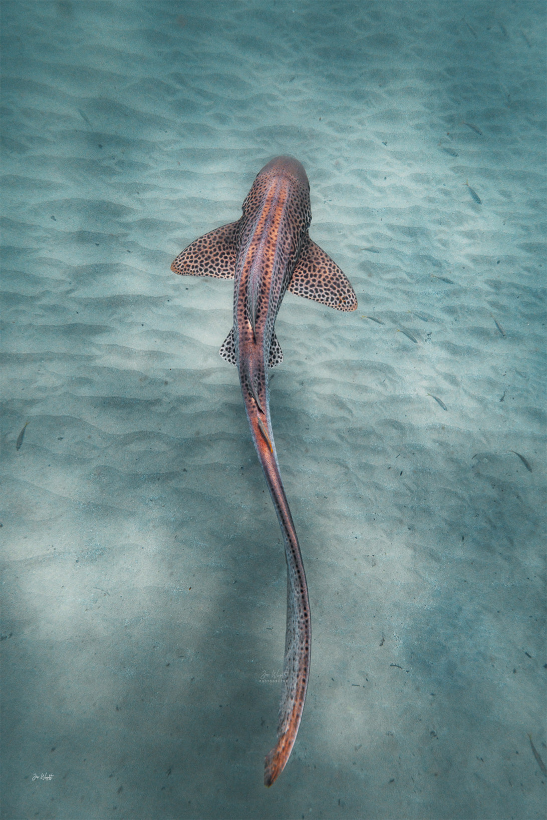 Leopard Shark Colour | Wildlife Collection