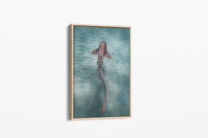 Leopard Shark Colour | Wildlife Collection