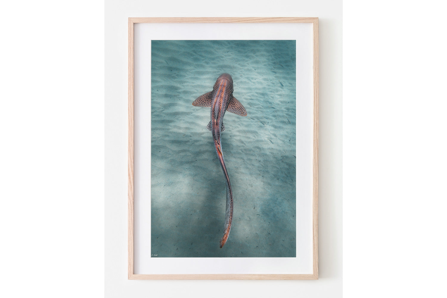 Leopard Shark Colour | Wildlife Collection