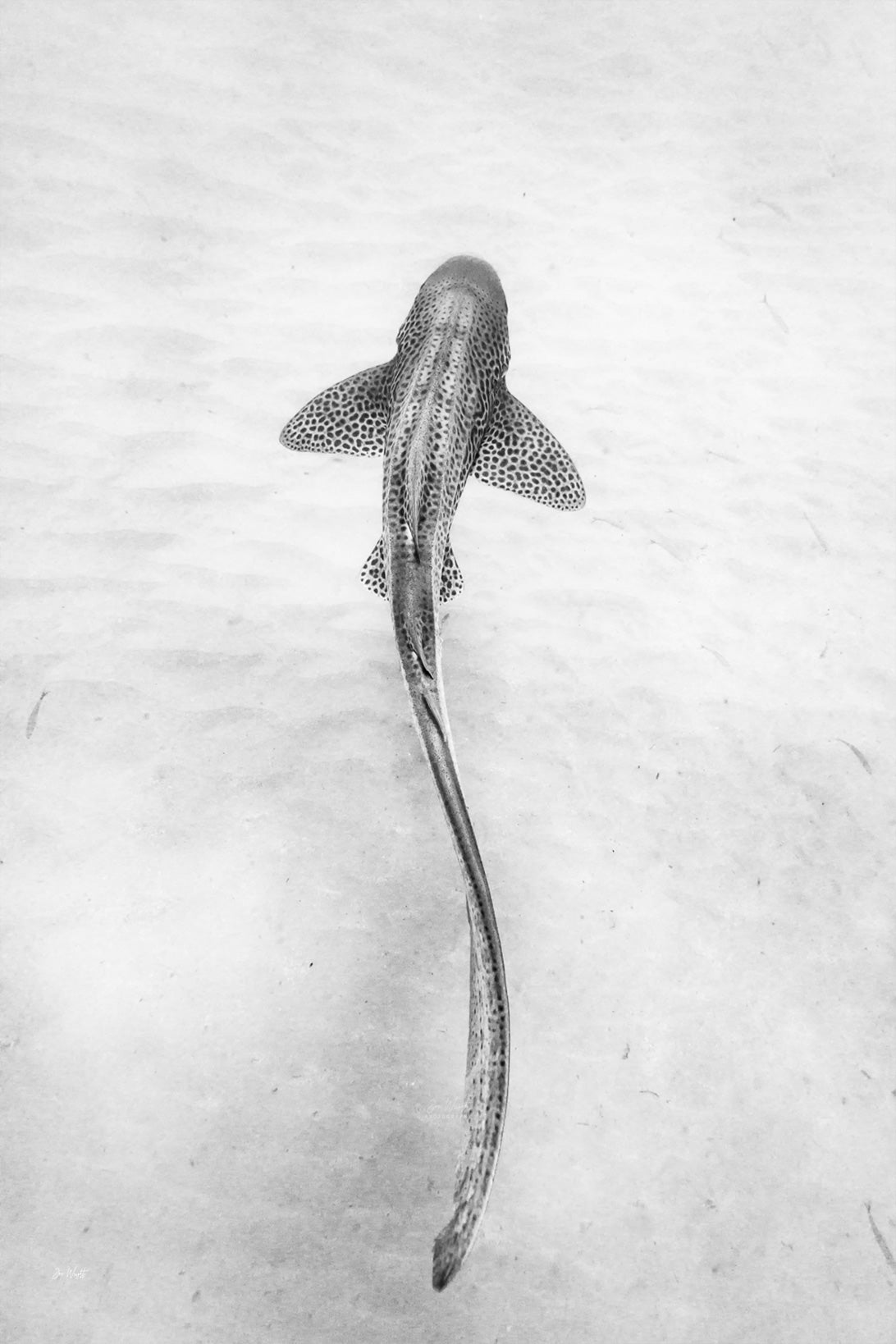 Leopard Shark BW | Wildlife Collection