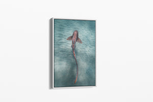 Leopard Shark Colour | Wildlife Collection