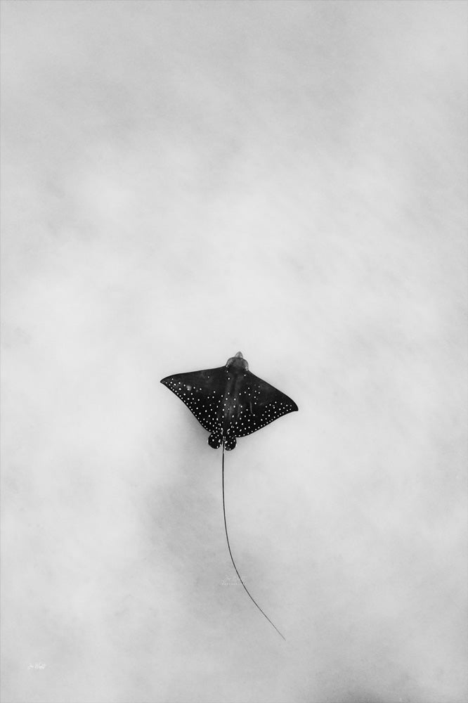 Light Flight | Wildlife Collection