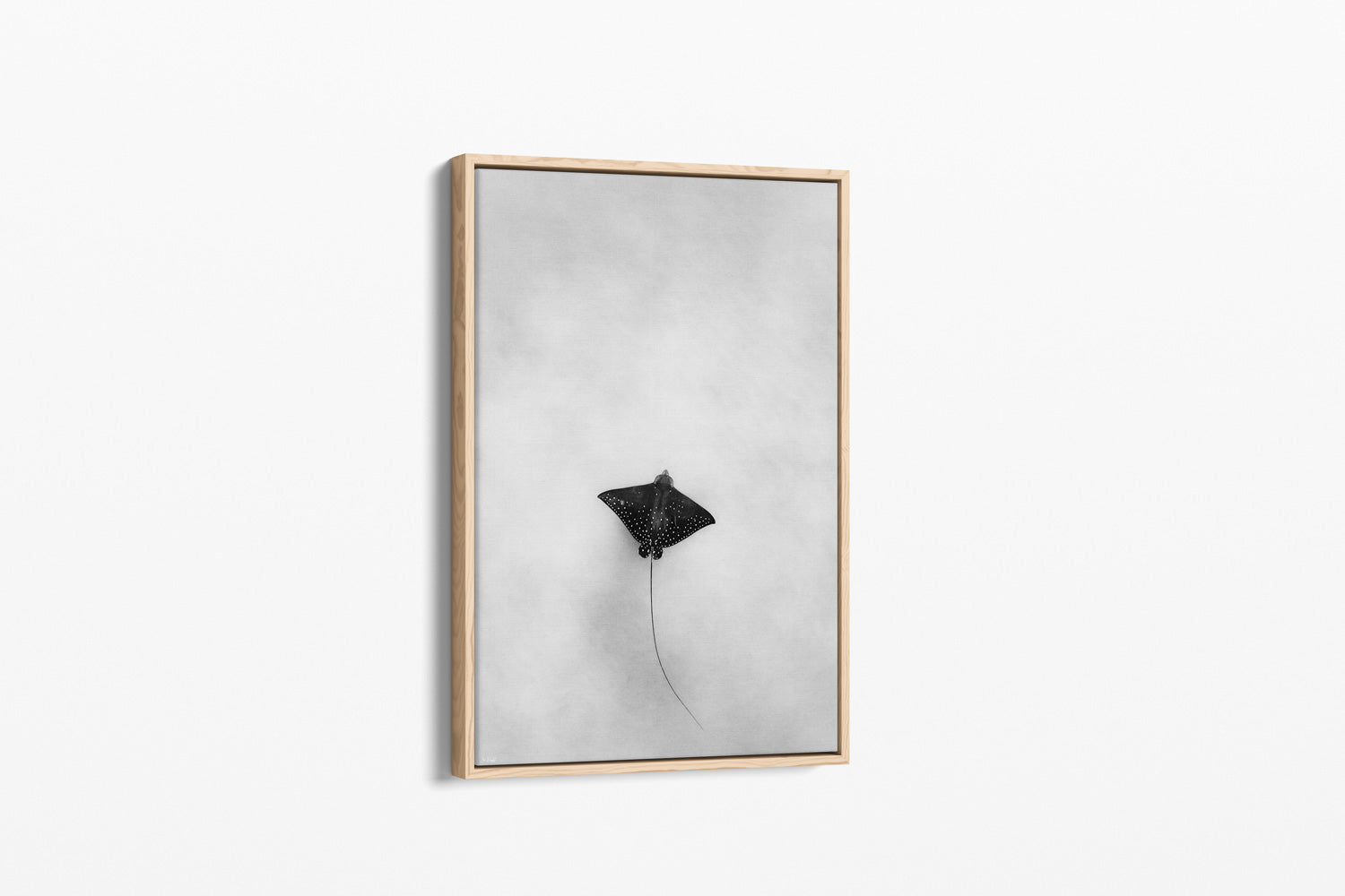 Light Flight | Wildlife Collection