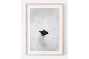 Light Flight | Wildlife Collection