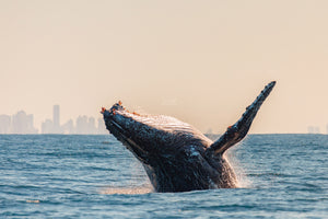 Migrating North - Gold Coast, Australia