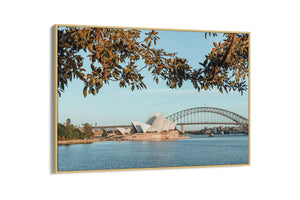 Mrs Macquiaries Chair - Sydney, NSW Australia