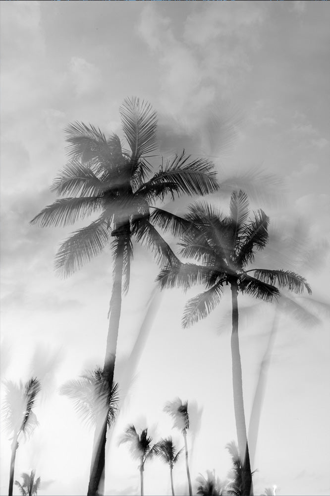 Tropic Palms "B&W" - Palms Collection