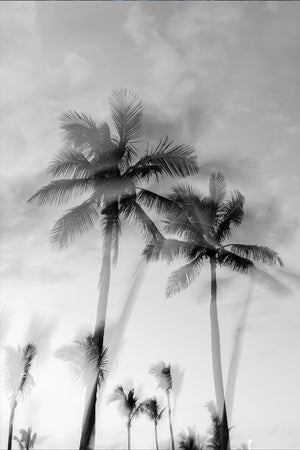 Tropic Palms "B&W" - Palms Collection