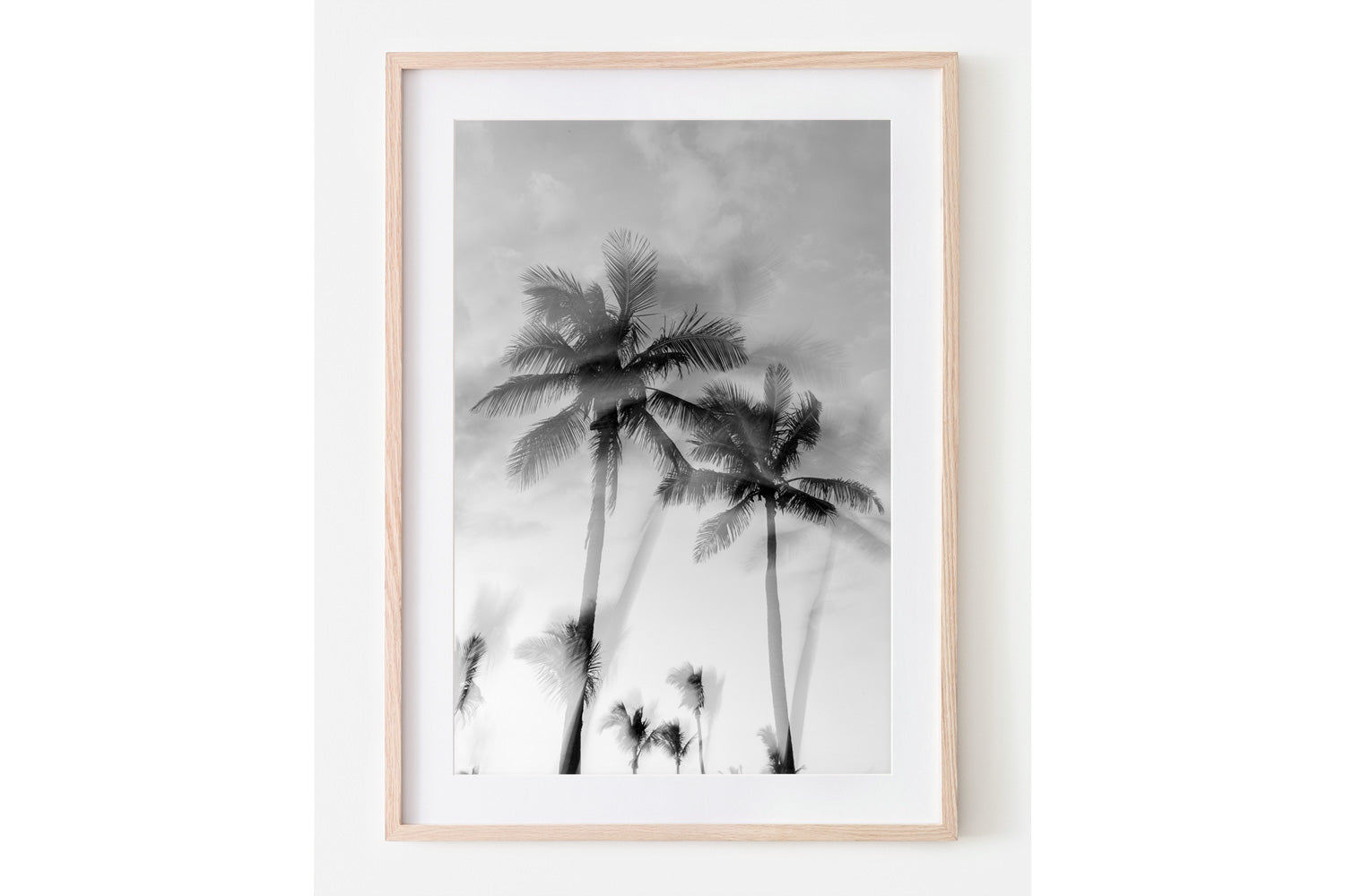 Tropic Palms "B&W" - Palms Collection