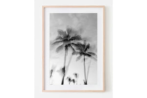 Tropic Palms "B&W" - Palms Collection