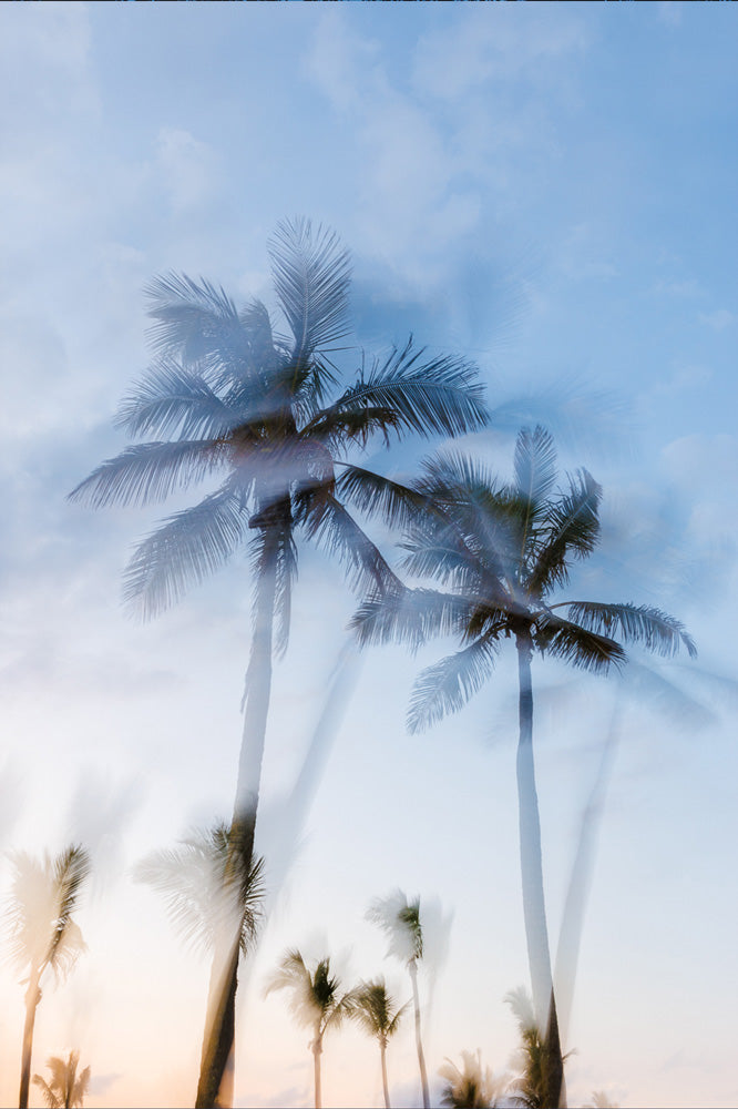 Tropic Palms "Colour" - Palms Collection