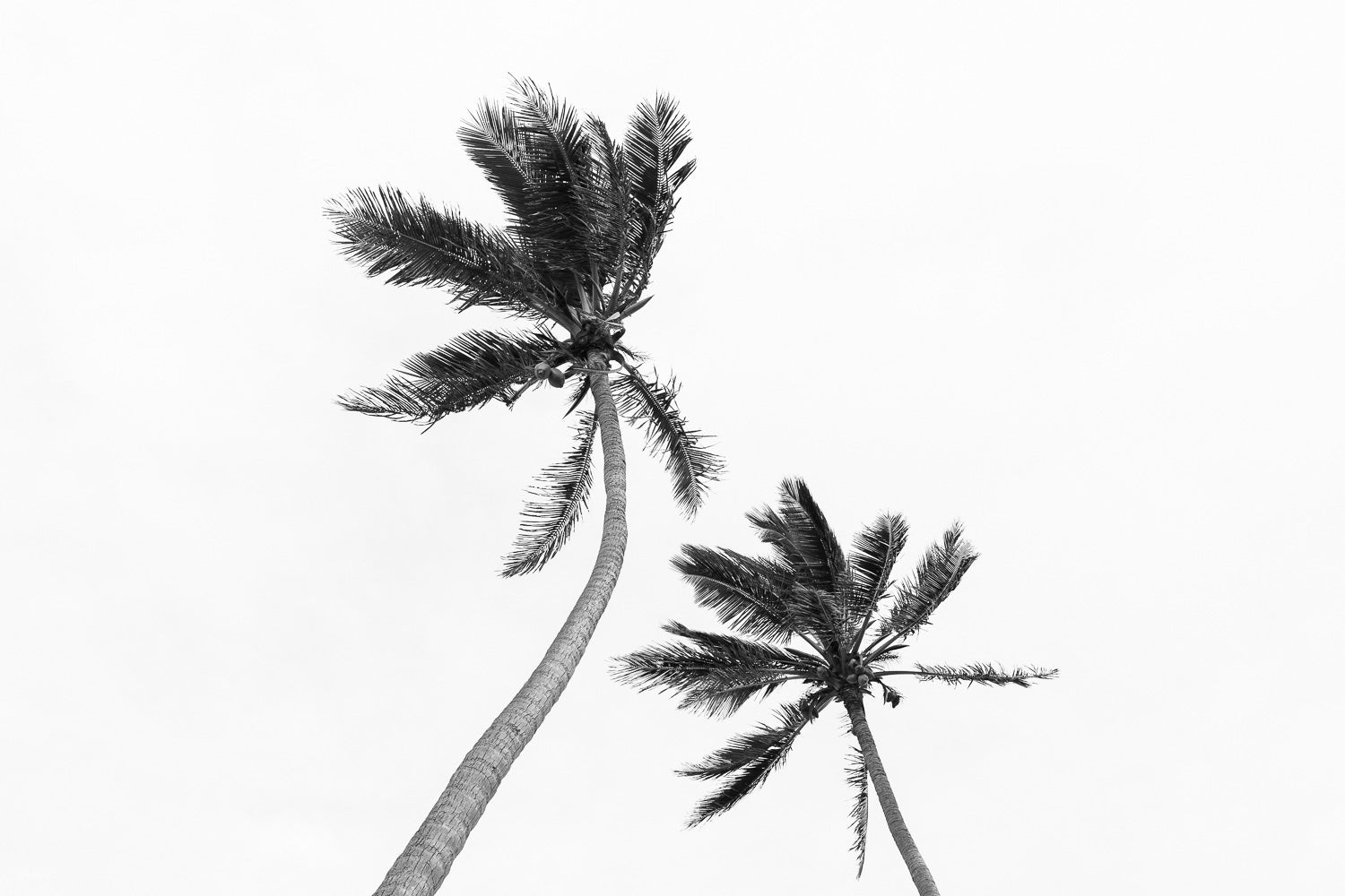 Two Palms To Heaven | Life's A Beach Collection