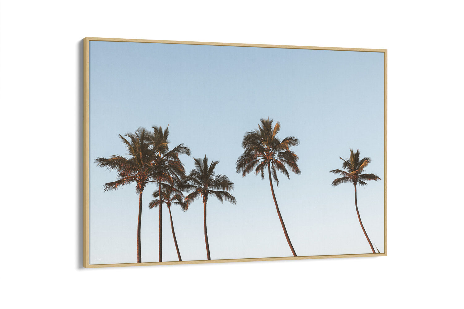 Palm Art | Life's A Beach Collection